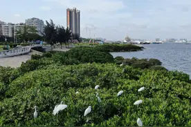 “红树林之城”的超级造林计划图片