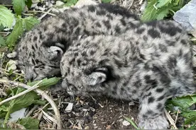 甘孜：雪豹版“找妈妈”温情上演图片