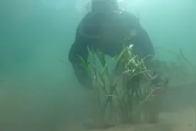 山东女博士带动村民种海草，连续14年种出“海底森林”