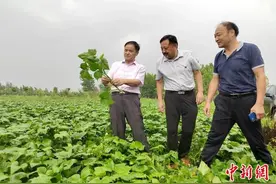 江苏徐州：科技特派员扎根大沙河畔帮扶农民共同“智”富图片