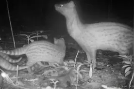 首次！珠海淇澳岛：四只一级保护动物小灵猫“同框”图片