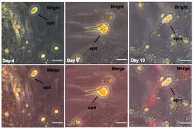 马口鱼的精原干细胞系在体外活了800多天，还发育成了精子图片