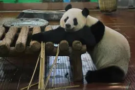 炎炎夏日，广州动物园如何给动物们消暑度夏？图片