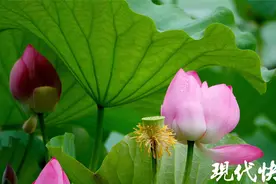 大暑夏意浓，荷花盛、蝉声鸣图片