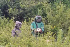 丽江永胜：胡蜂养殖助推乡村振兴图片