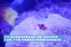 来“海底花园”，沉浸式观察海葵和小丑鱼的奇妙共生关系图片