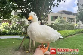 把鸡鸭当宠物养家里？南宁越来越多人入了这个“坑”图片