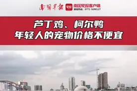 把鸡鸭当宠物养家里？南宁越来越多人入了这个“坑”图片