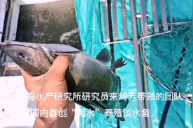 国内首创！10多种淡水鱼养在“海水”里，土腥味减少，肉更Q弹、味更鲜美图片