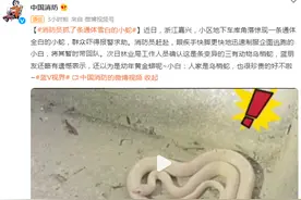 消防员抓了条通体雪白的小蛇，小蛇：人家是乌梢蛇，很珍贵的图片