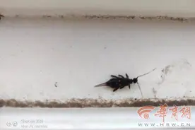 多位临潼市民反映家中出现“黑虫子”专家：在北方常见 对人无害图片