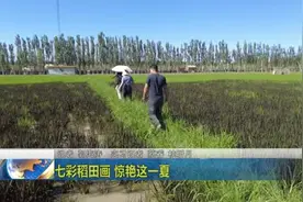 七彩稻田画  惊艳这一夏图片