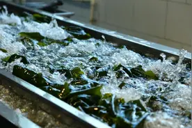 海带从大变小，产业由弱变强 拼多多助力荣成海带减损重振图片