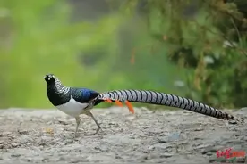 山上放牛捡回6枚“野鸡蛋”，回家孵化后被判刑图片