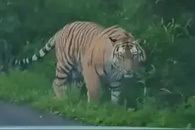 男子偶遇东北虎被吓成“碎嘴”，网友：传说中的拦路虎图片