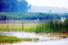 济南槐荫：河清湖净，水系惊艳整个夏日图片