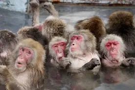 日本一地野猴频繁攻击人类，已致58人受伤图片