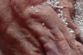 传说“一斤能买一套房”？舟山市民一块珍藏了50年的鱼胶，想请大家鉴鉴宝图片