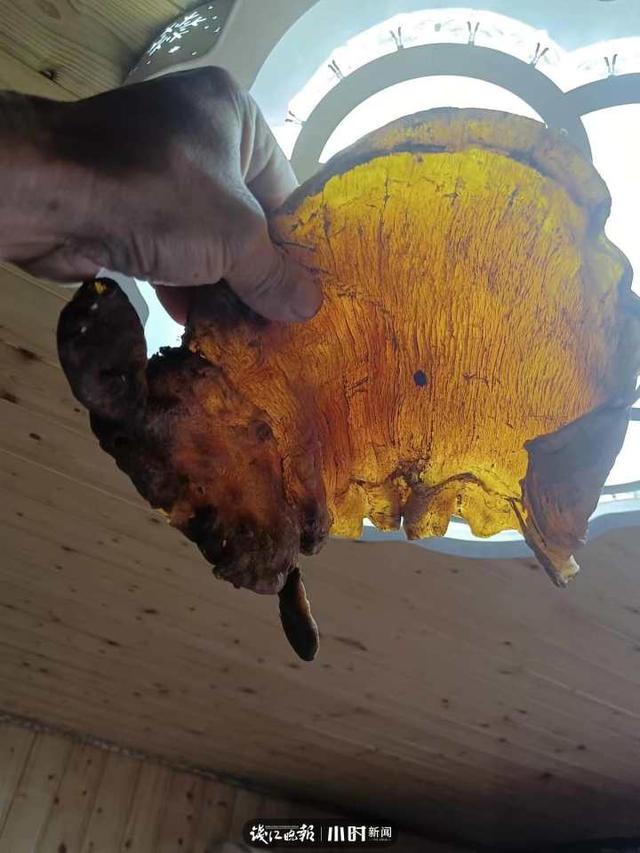 花胶那里有的买 2026年花胶什么地方有卖的