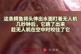 惊险瞬间！巴西一渔民的无人机在试飞时被鳄鱼一口咬住图片