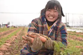 开封通许县孙营乡：“五彩农业特色产业”托起农民致富梦图片