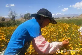 采摘雪菊+快乐避暑，达坂城雪菊采摘客的日子充实惬意图片