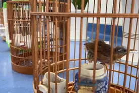 7只笼中鸟被主人忘在树上，民警及时救助图片