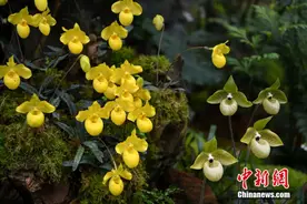 「生态大理」别拦我，我要去云南图片