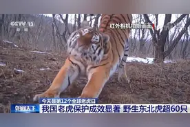 我国老虎保护成效显著，野生东北虎超60只图片