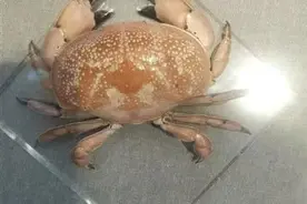 注意！这些海鲜有毒，千万别吃图片