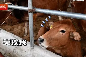 种好中国粮 做优湖南饭丨新晃黄牛肉：夜郎国里飘美味图片