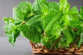 夏日清凉是薄荷图片