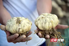怀化：龙牙百合喜提近五年最好收购价 制种百合开始采收图片