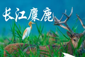走近长江麋鹿：万物有灵且美图片