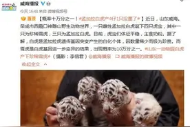 概率十万分之一！山东一动物园白虎产4仔1只没墨了图片