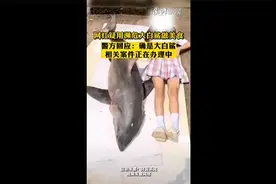 马上评｜网红直播烹饪大白鲨，背后是否有黑色产业链？图片