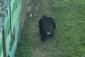 山东大猩猩"东东"火了！游客拖鞋掉入领地它精准扔回，网友：真的栓Q图片