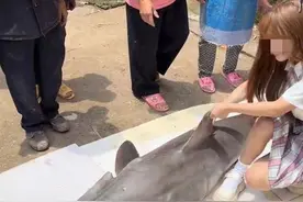 主播镜头下的保护动物们：网红烹食大白鲨事件背后隐秘链条图片