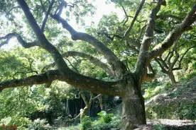 数百年“牵手”相伴，树王树后有段动人故事……图片