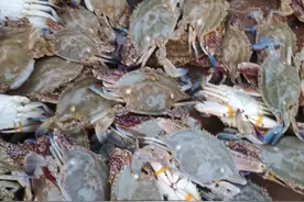 宁海湾第一网梭子蟹上岸！一网捞上百余只，隔着屏幕闻到鲜味了吗？图片