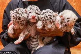 山东荣成：喜添“萌”虎四胞胎图片