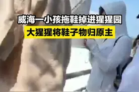 山东威海一小孩拖鞋掉入猩猩园 猩猩将鞋子物归原主图片