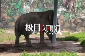 大象烈日下不停摇晃游客担心其抑郁，专家：它在打发无聊时光图片