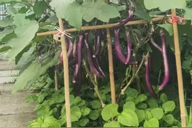 40度的高温天，阳台露台小院能种什么菜？烈日下越长越欢的菜菜都有谁图片