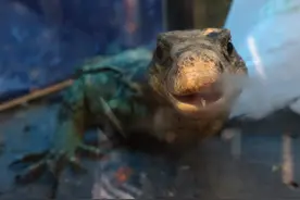 身长1.5米！北京一居民家中惊现极危物种圆鼻巨蜥，消防员出动图片