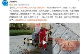 黑龙江一加油站晚上招来大量飞蛾，清扫时像落叶一样图片