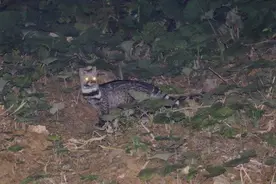 国家一级保护动物大灵猫首次在四川黑竹沟国家级自然保护区“出镜”图片