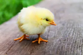 为什么把懦夫叫作chicken？图片