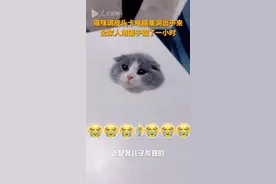 猫咪头卡桌洞 全家锯桌子解救图片