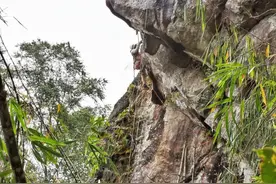 沪滇携手共走创业路之三：悬崖上的采蜜人图片